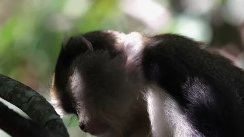 Lowe Monkey eat in rainforest tree portrait 스톡 동영상 232310324