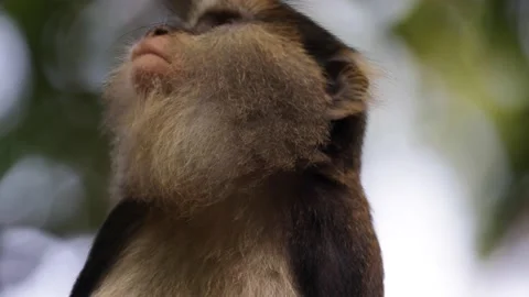 Lowe Monkey eating in rainforest tree portrait Stock Footage 232310338