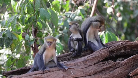 Lowe Monkey family sit on log feeding Stock Footage 232310344