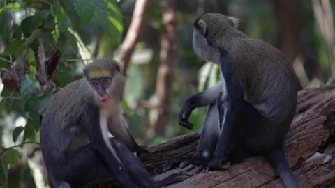 Lowe Monkey family sit on log scratching themselves portrait Stock Footage 232310379