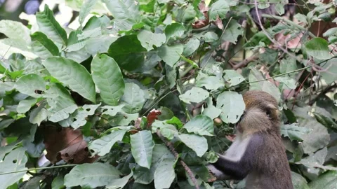 Lowe Monkey feeding on green leaves in rainforest close up Stock Footage 232310470