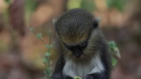 Lowe Monkey feeding in rainforest portrait Stock Footage 232310438