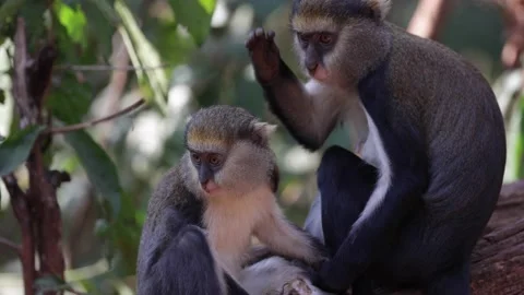 Lowe Monkey getting groomed and move away in rainforest portrait Stock Footage 232310526
