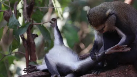 Lowe Monkey getting groomed in rainforest Video stock 232310543
