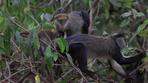 Lowe Monkey group with baby feed in rainforest tree close up Video stock 232310569
