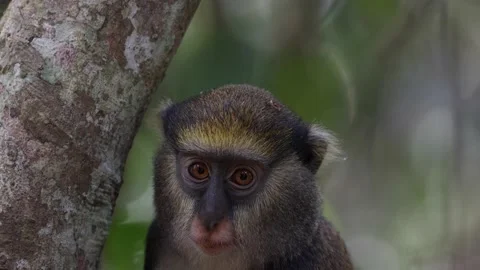 Lowe Monkey in rainforest tree looking around portrait of head 스톡 동영상 232310575