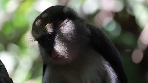 Lowe Monkey shew and spit out food in rainforest tree portrait Stock Footage 232310581