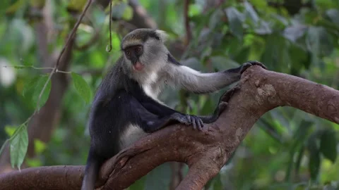 Lowe Monkey sit on branch chewing and scratching behind and leg close up Stock Footage 232310624