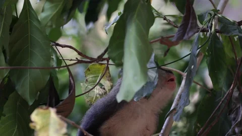 Lowe Monkey sit hidden behind leaves and eat and climb rainforest tree close Stock Footage 232310591