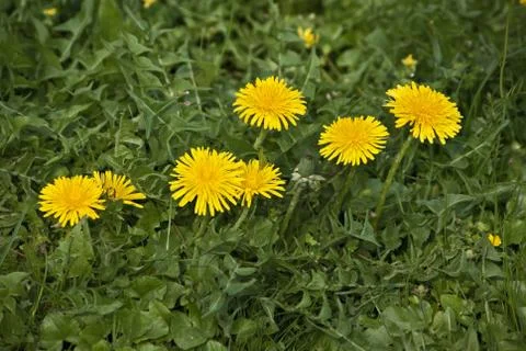 Löwenzahn Stock Photos