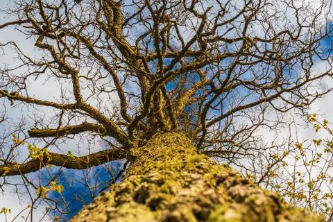 Lower Angle of Linden Tree Foliage in Sunlight Stock Photos