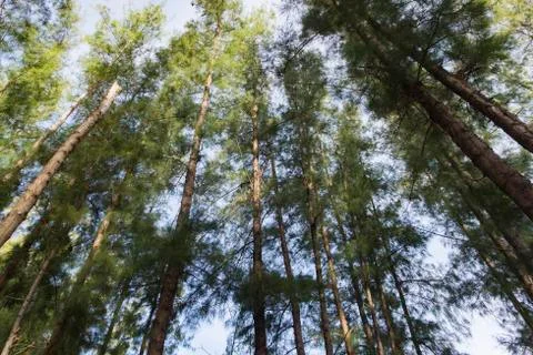 Lower angle shot, under the trunk of sea oak tree (Casuarina equisetifolia) p Foto stock