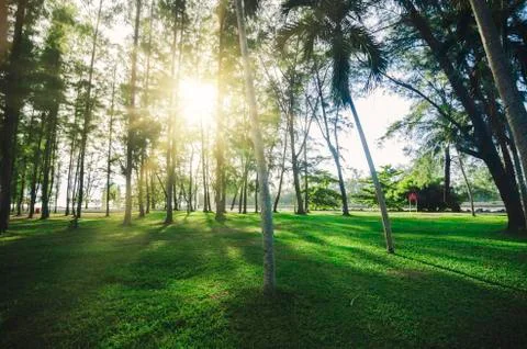 Lower angle view, big tree in the park for background with light flare effect Stock-Fotos