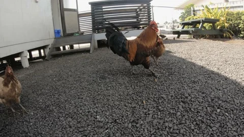 Lower angle view of freely running around wild roosters cock hens chickens walki Stock-Footage 237621861
