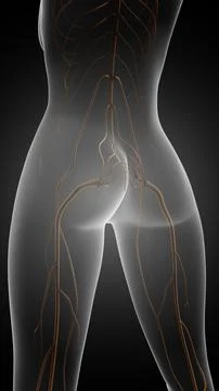 Lower back to leg pain due to sciatica Stock Illustration