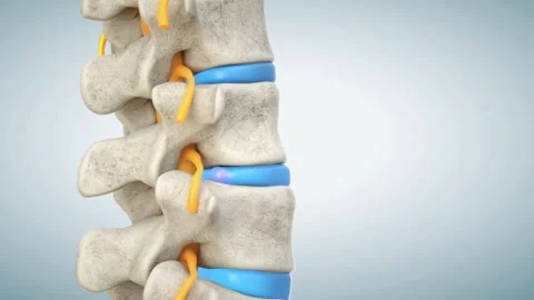 Lower back spine pain Spine Trauma or Arthritis bone skeleton x-ray Schematic Stock Footage 336580387