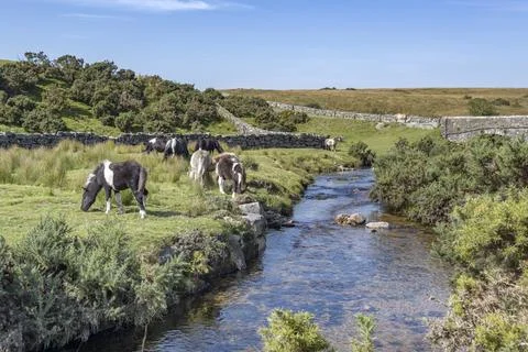 Lower Cherrybrook bridge with stream and grazing ponies Stock Photos