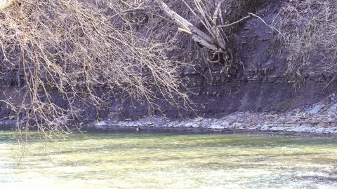 Lower Don River With Mallard Ducks Stock Footage 128540562