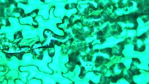 Lower epiderm of leaf of horsebean W.M. under microscope 200x against bright Stock Footage 204805645