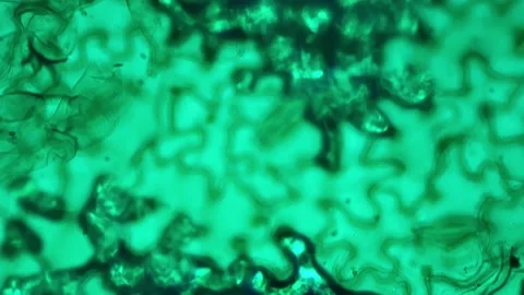 Lower epiderm of leaf of horsebean W.M. under microscope 400x against bright Stock Footage 211496039