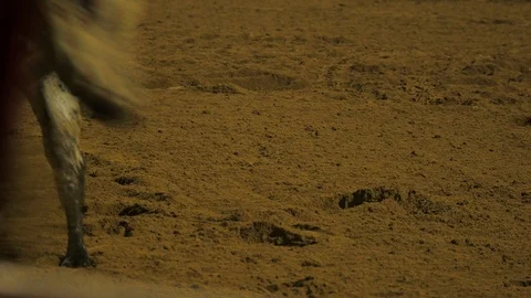 Lower half bull at the rodeo Stock Footage 93701383