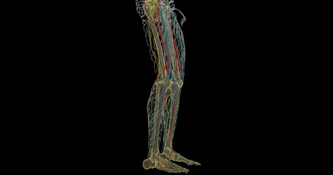 Lower Human Body Nervous System Stock Footage 107297694