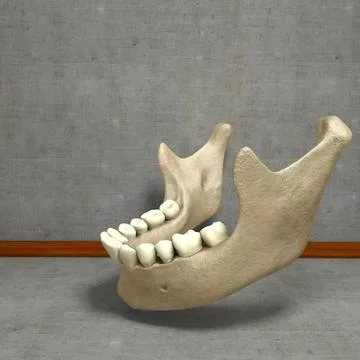 Lower Jaw Mandible Underhung ~ 3D Model #91579034 | Pond5