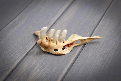 The lower jaw with the teeth of the silver carp river fish on the table Stock Photos