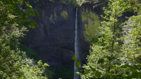 Lower Latourell Falls plunging from basalt cliff in lush Oregon forest Stock Footage 345301723