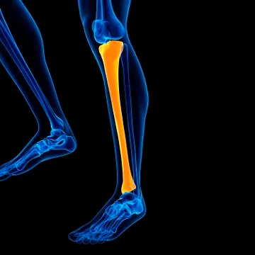 Lower leg bone, illustration Stock Illustration