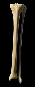 Lower leg bones, artwork Stock Illustration