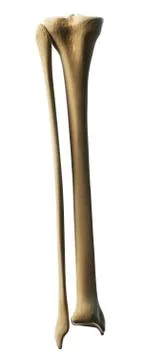 Lower leg bones, artwork Stock Illustration