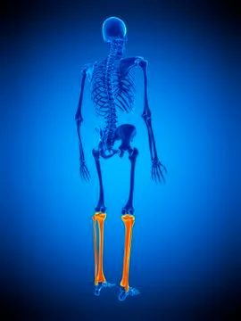 Lower leg bones, illustration Stock Illustration