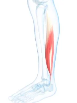 Lower leg muscle; artwork Stock Illustration