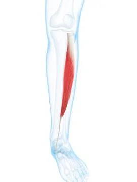Lower leg muscle; artwork Stock Illustration