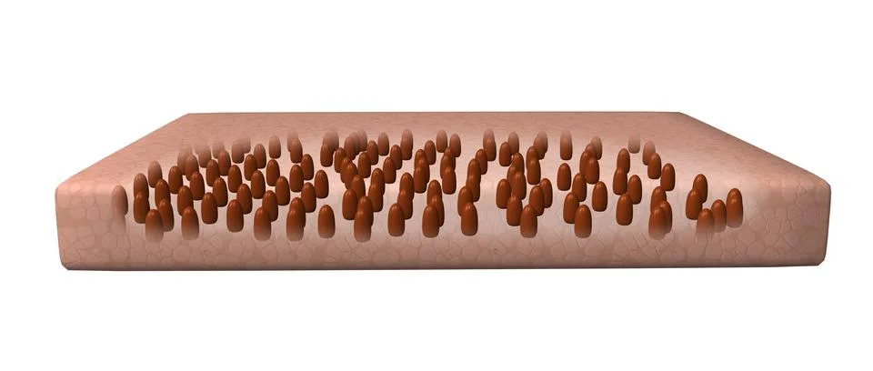 At a lower level of the epidermis are pigmentation cells called Melanocytes, The Ilustración de archivo