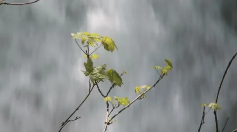 Lower Lewis Falls 11 Stock Footage 7713251