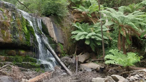 Lower Lillydale Falls Stock Footage 119897917