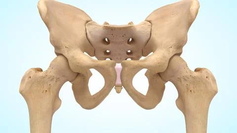 Lower limb bones of 3d illustration Illustrazione stock