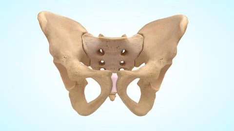 Lower limb bones of pelvic region 3d illustration Illustrazione stock