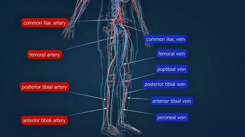 Lower limb circulatory system Stock Footage 330253376