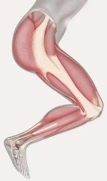  LOWER LIMB MUSCLE, DRAWING An external lateral view illustration of muscl... Stock Photos