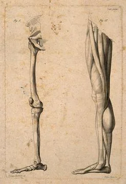 Lower limb: two figures, showing the bones and muscles of the leg. Line eng.. Stock Illustration