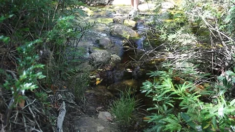 A  lower mid shot from man crossing a creek towards camera during dry season in  Stock Footage 194396302
