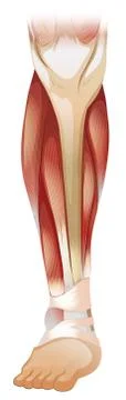 Lower muscle Ilustración de archivo