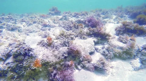 Lower to Ocean Reef Stock Footage 57751963