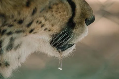 Lower part of the head of the cheat, drooling, hanging down in one of afric.. Stock-Fotos