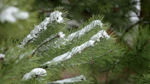 Lower part of pine tree on sunshine snow background 動画素材 34434101
