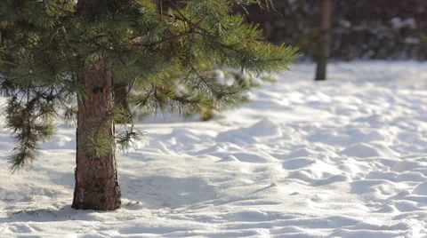 Lower part of pine tree on sunshine snow background with flying snowflakes. Vídeo Stock 34436870