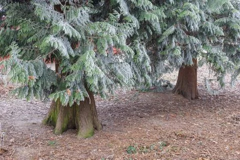 The lower part of the thuja trunks has branches covered with frost. Trunks .. Stock Photos